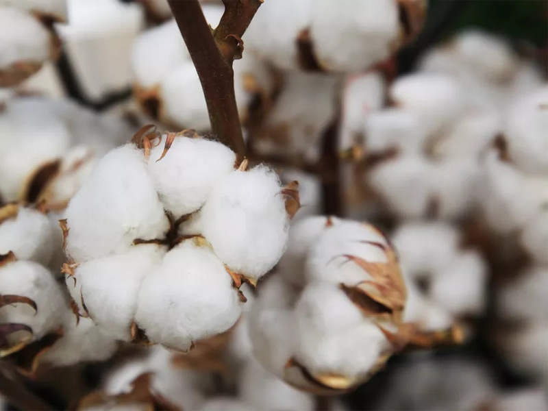 erp for Cotton Ginning